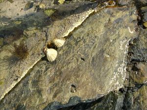 Could this be a Silurian plant fossil?