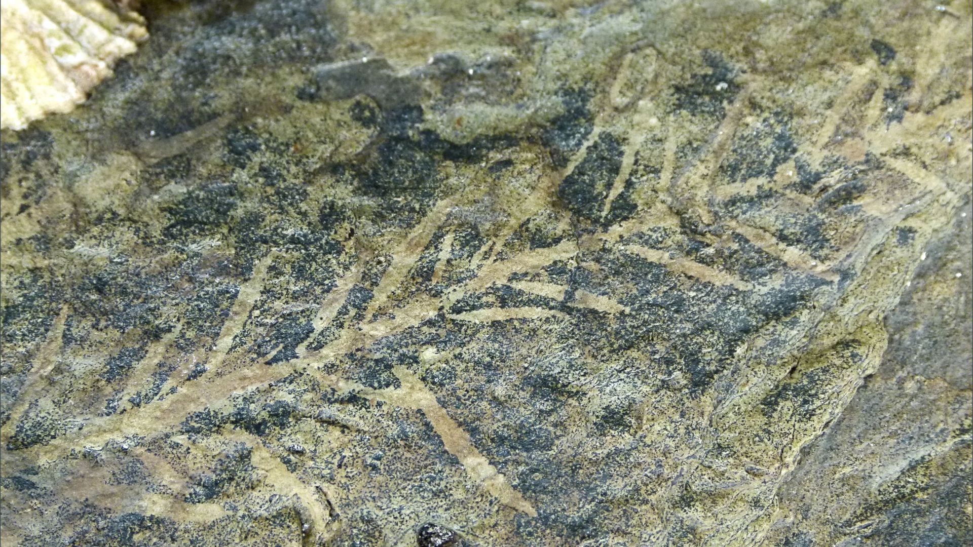 Could this be a Silurian plant fossil?