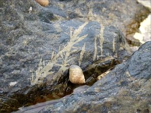 Could this be a Silurian plant fossil?