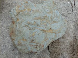 Fossils in Silurian rock at Ferriters Cove