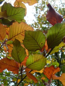 Transitional autumn colours in beech leaves before falling from the tree