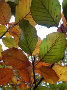 Transitional autumn colours in beech leaves before falling from the tree