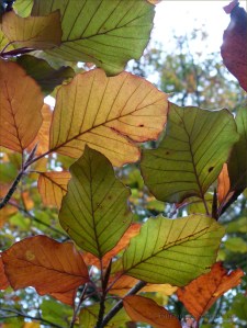 Transitional autumn colours in beech leaves before falling from the tree