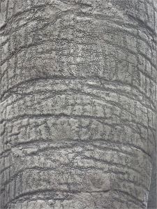 Pattern and texture in elephant skin
