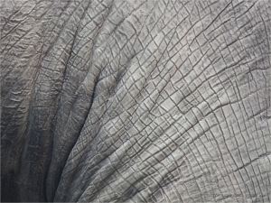 Pattern and texture in elephant skin