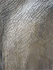 Pattern and texture in elephant skin