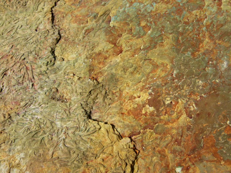 Rock colour and texture with Chondrites trace fossils in Silurian Period silt stones and sandstones from the Drompoint Formation in Dingle