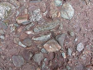 Detail of texture and composition in conglomerate from the Lower Carboniferous Hopewell Cape Formation