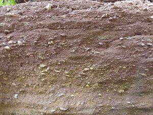 Detail of layering and texture in conglomerate from the Lower Carboniferous Hopewell Cape Formation