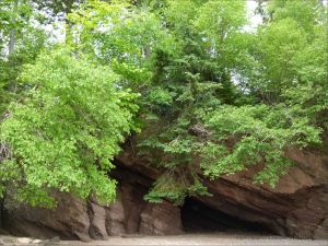 Red cliff of conglomerate and sandstone with vertical fissures and marine undercutting at Hopewell rocks in New Brunswick