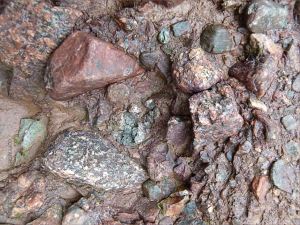 Detail of the composition of Lower Carboniferous Hopewell Cape Formation conglomerate at Hopewell Rocks in New Brunswick