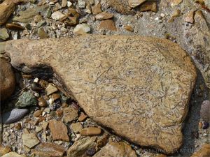 Chondrites trace fossils in Silurian rock from the Dingle Peninsula