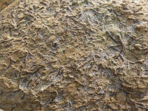 Close-up of Chondrites trace fossils in Silurian rock from the Dingle Peninsula