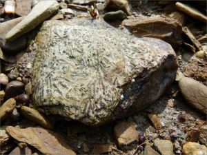 Chondrites trace fossils in Silurian rock from the Dingle Peninsula