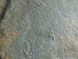 Detail of Chondrites trace fossils in Silurian rock from the Dingle Peninsula
