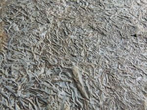 Detail of Chondrites trace fossils in Silurian rock from the Dingle Peninsula