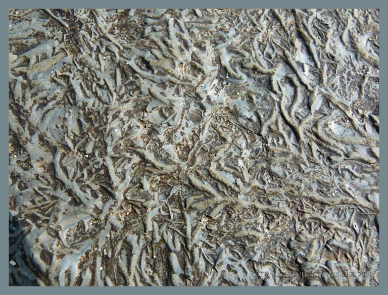 Chondrites ichnofossils in Silurian rock from the Dingle Peninsula