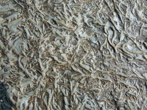 Close-up of Chondrites trace fossils in Silurian rock from the Dingle Peninsula
