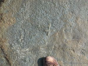 Detail of Chondrites trace fossils in Silurian rock from the Dingle Peninsula