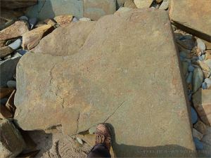 Chondrites trace fossils in Silurian rock from the Dingle Peninsula
