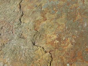 Chondrites trace fossils in Silurian rock from the Dingle Peninsula