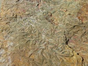 Chondrites trace fossils in Silurian rock from the Dingle Peninsula