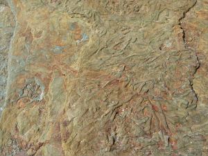 Chondrites trace fossils in Silurian rock from the Dingle Peninsula