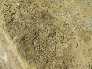 Chondrites trace fossils in Silurian rock from the Dingle Peninsula