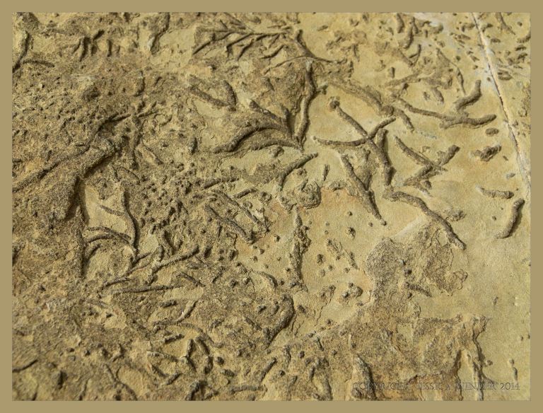 Chondrites trace fossils in Silurian rock from the Dingle Peninsula