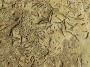 Chondrites trace fossils in Silurian rock from the Dingle Peninsula