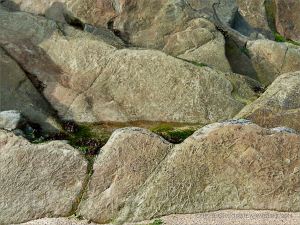 Chondrites trace fossils in Silurian rock from the Dingle Peninsula