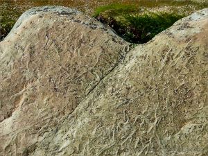Chondrites trace fossils in Silurian rock from the Dingle Peninsula