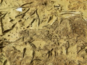 Rock colour and texture in Silurian Period silt stones and sandstones from the Drompoint Formation in Dingle, with chondrites race fossils