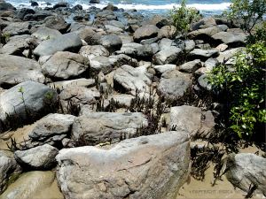 Boulders with mangrove aerial roots on Four Mile Beach at Port Douglas in Queensland
