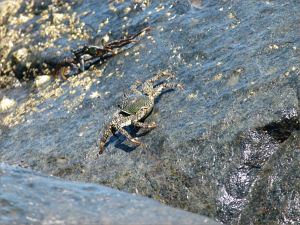 Tropical Rock Crab at Four Mile Beach in Port Douglas, Queensland.