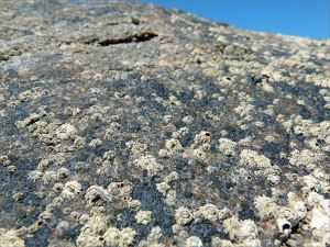 Possible granite batholith rock covered with barnacles and black biofilm at Port Douglas in Queensland.