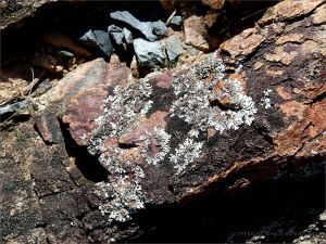 Weathered rock with lichen on an outcrop at Four Mile Beach in Port Douglas