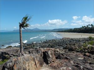 Stunted palm tree growing on a rocky outcropn near the Lookout on Four Mile Beach in Port Douglas