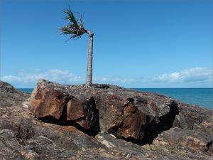 Stunted palm tree growing on a rocky outcropn near the Lookout on Four Mile Beach in Port Douglas