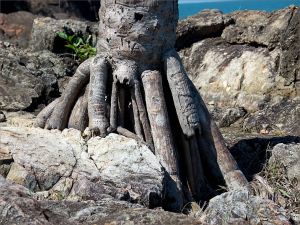 Roots of a stunted palm growing on seaside rock