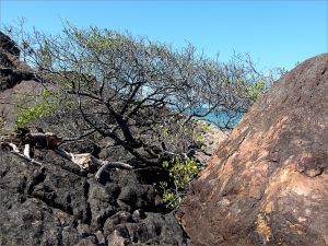 Tree clinging to life on bedrock in the outcrop with the Lookout at Four Mile Beach in Port Douglas