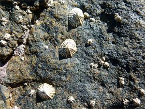 Limpets and barnacles on what looks like granite on an outcrop near Four Mile Beach in Port Douglas