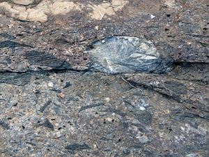 Colour and texture, possibly showing evidence of extrusive volcanic activity, in a rock outcrop near Four Mile Beach in Port Douglas