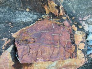 Colour and texture in a rock outcrop near Four Mile Beach in Port Douglas
