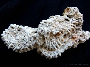 White coral skeleton on a black background