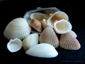White seashells on a black background