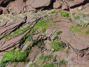 Water-worn Triassic bedrock flat on Waterside Beach in New Brunswick