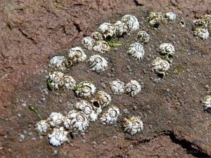 Triassic bedrock with attached barnacles on Waterside Beach, New Brunswick.