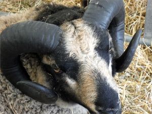 Portrait of a sheep at a county show