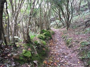 Footpath through the wooded valley sides down to Pwll Du Bay